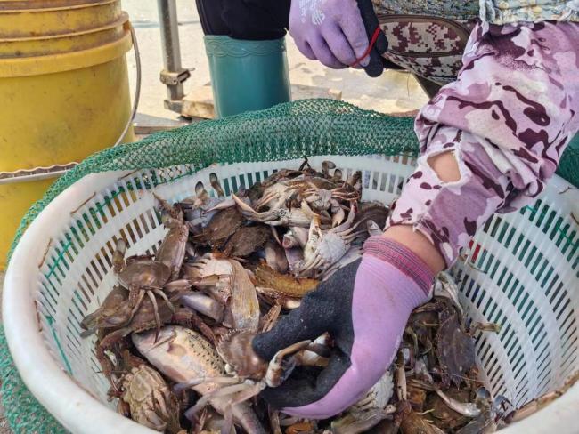 开海第一网捞上8000斤 船长直呼激动 丰收景象喜人