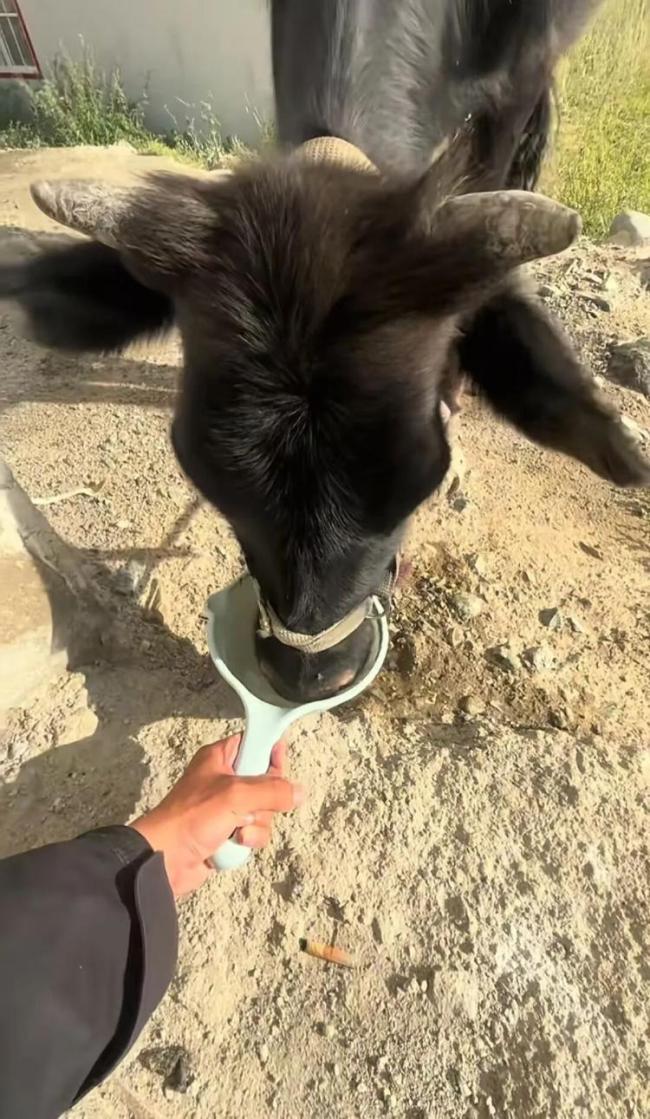 小伙在新疆“找礦”卻因喂牛走紅 意外成網(wǎng)紅