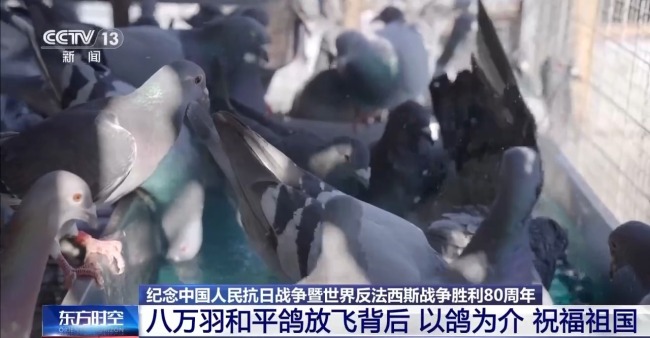8万羽和平鸽在天安门放飞 背后藏着这些真挚祝福