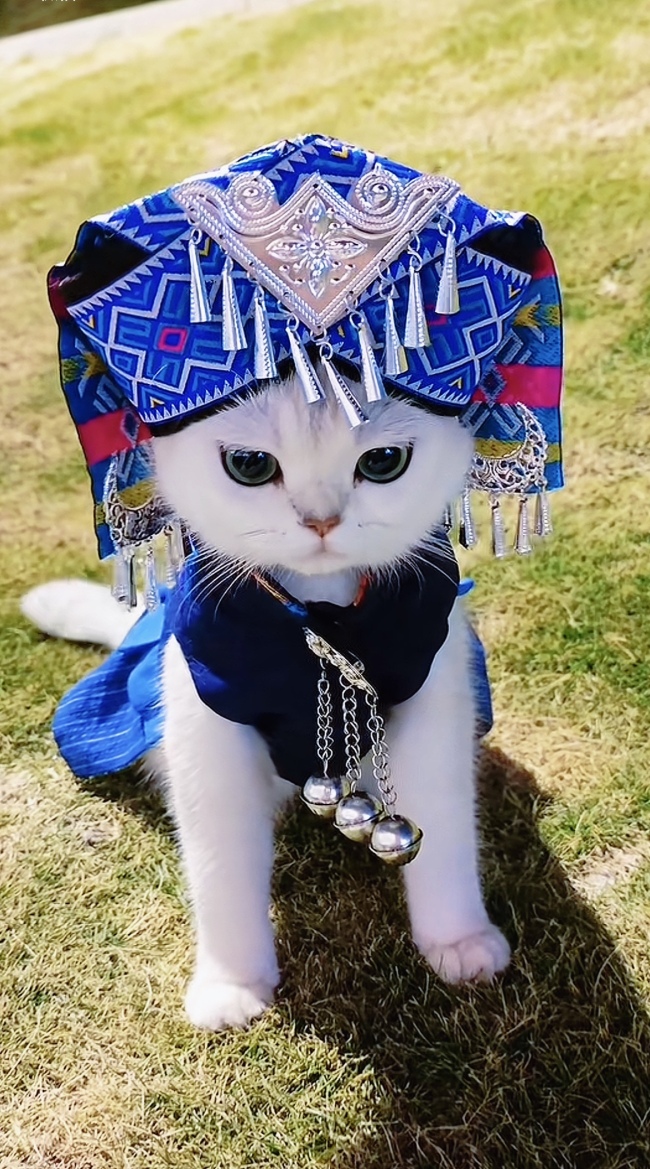 猫咪也穿上了壮族服饰了，一出场惊艳四座！