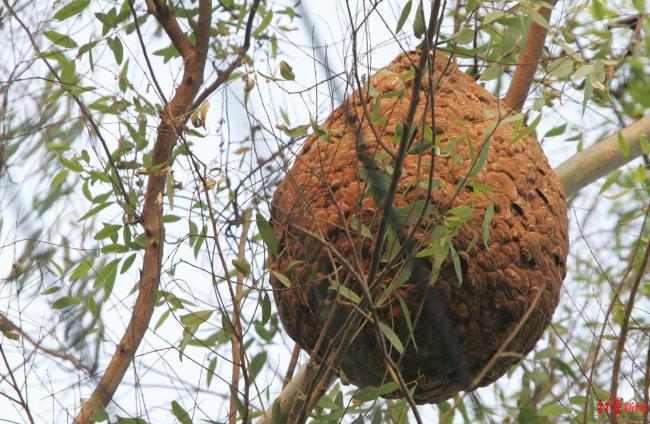 男子被马蜂蜇死 养蜂邻居判赔近百万 共同危险责任原则适用