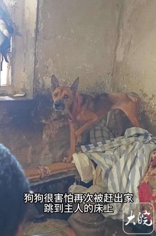 狗守离世主人瘦成皮包骨现已被收养 忠犬故事感动网民