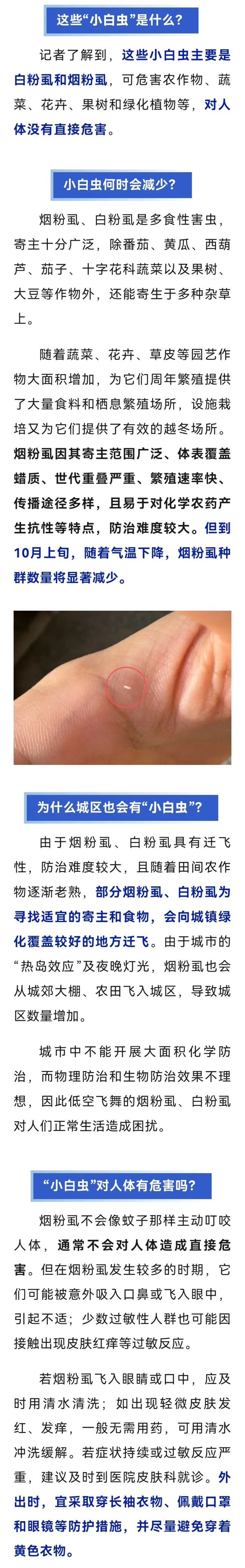 雨后河南多地“小白虫”出没，这是什么虫从哪里来？