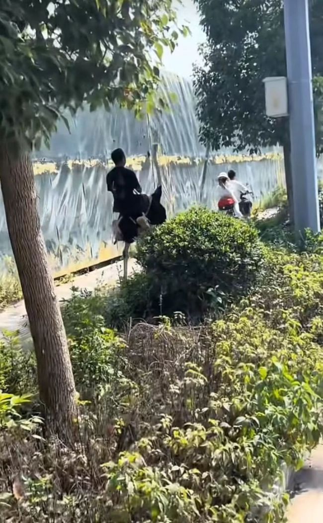 男子骑鸵鸟上路 跑得比电动车还快？网友热议“『新能源』”