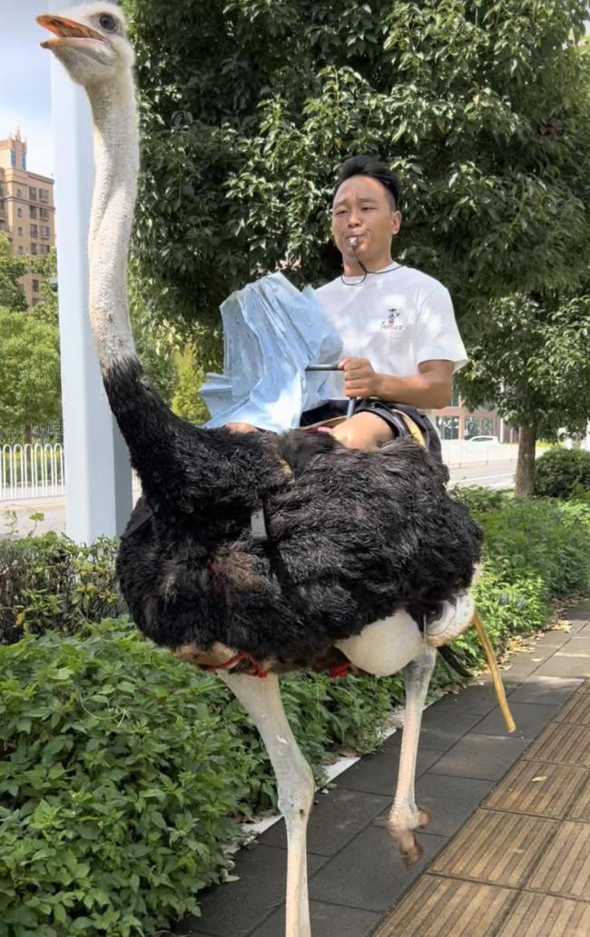 男子骑鸵鸟上路 跑得比电动车快
