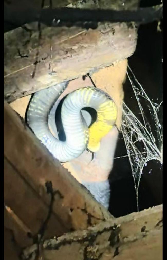 眼镜王蛇溜进村民家中被成功捕获 惊险救援保平安