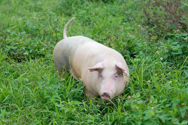 9月16日生猪报价：猪价大涨一夜塌陷？猪价震荡引担忧