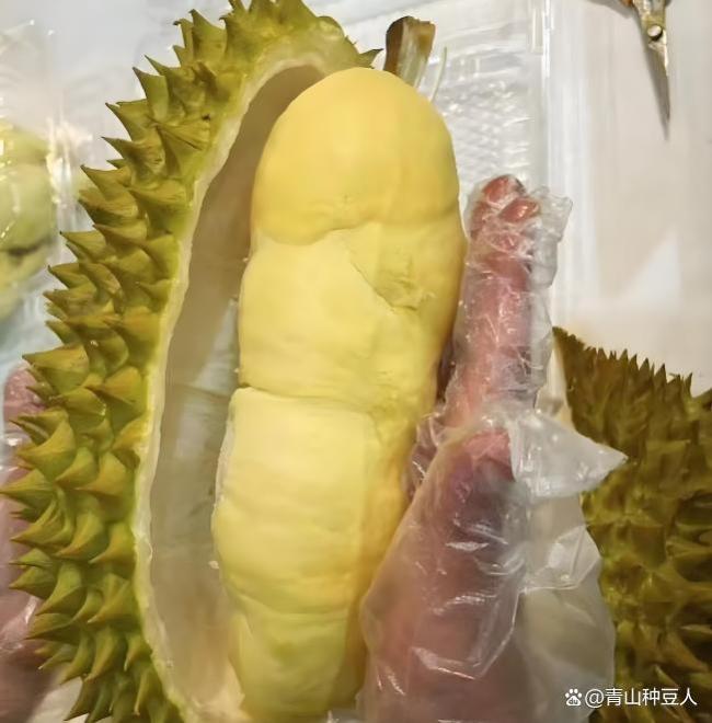 云南村民自家种植榴莲成熟了