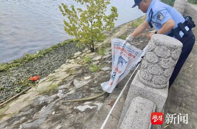 大蛇被下水道卡住民警抓蛇
