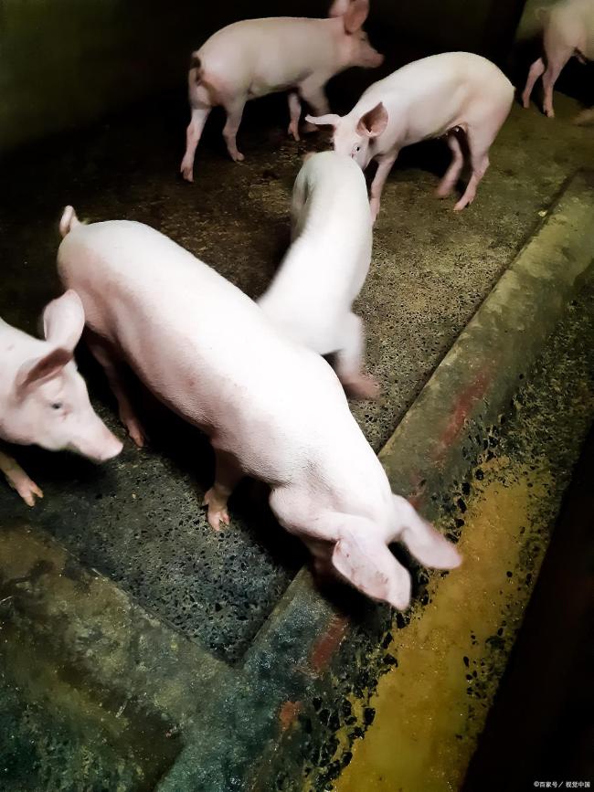 双节在即 猪价能否反弹？供应过剩压制猪市