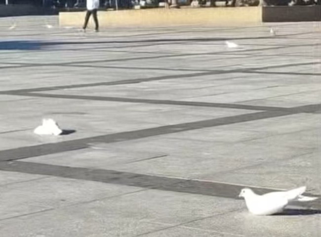 遼寧一廣場大量鴿子發(fā)抖吐白沫 氣溫驟降引發(fā)疑慮