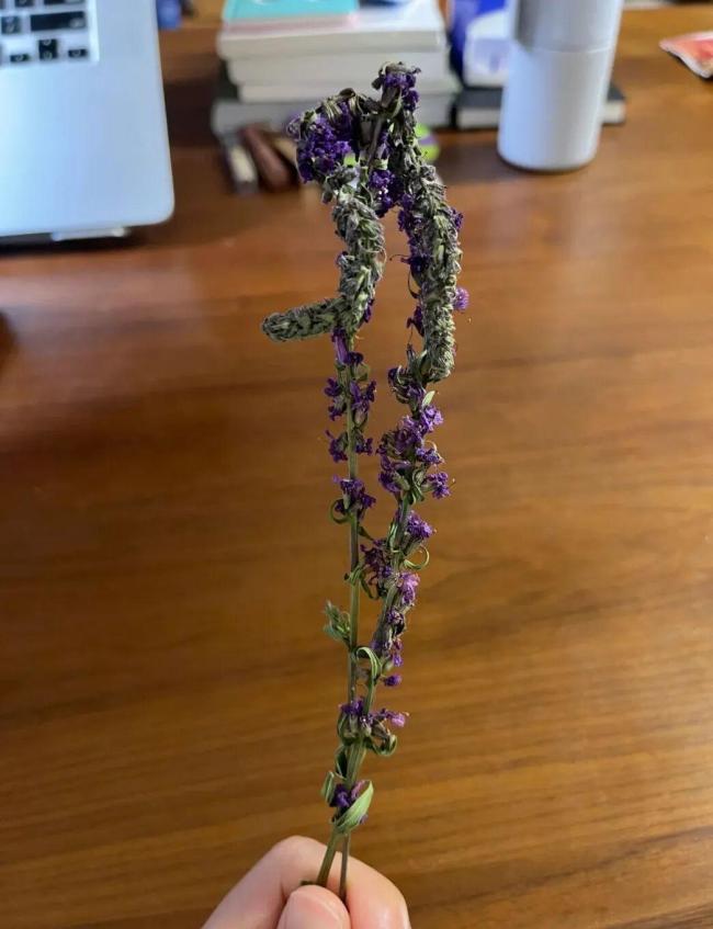 热搜：“我爸给我寄了两支路边看到的花” 笨拙的浪漫引发共鸣