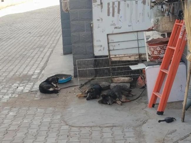 孕婦進(jìn)小區(qū)遭3只未栓繩寵物狗追咬 責(zé)任與賠償之爭