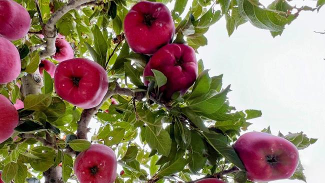 時(shí)政微觀察丨豐收時(shí)節(jié)感悟總書記的“三農(nóng)”情懷