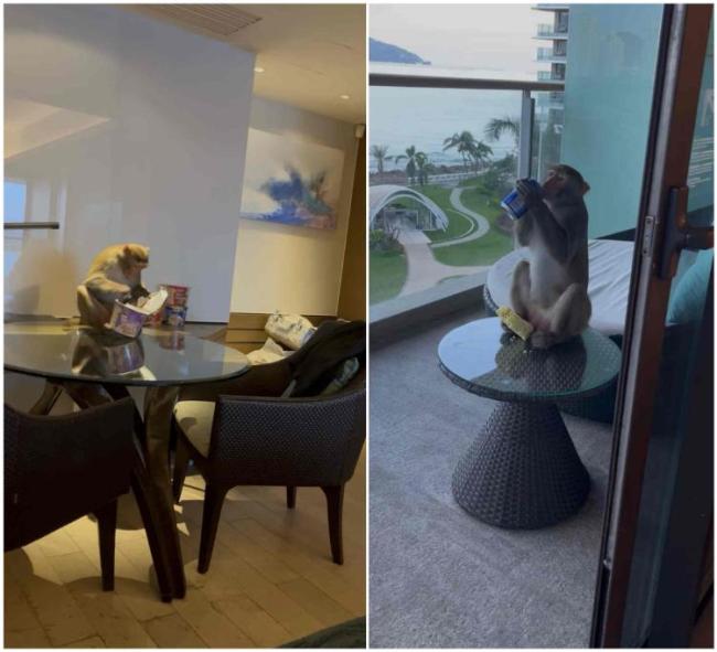 三亚一酒店遭猴闯入 海景房成猴景房 猕猴频现引关注