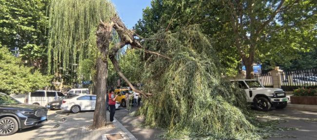 大连柳树断裂砸中行驶的汽车 多部门快速响应救援