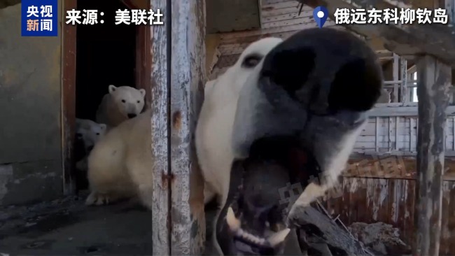 数头北极熊占领俄罗斯气象站 无人机记录惬意生活