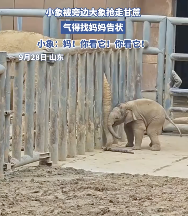 济南动物园小象被抢甘蔗后找妈妈告状
