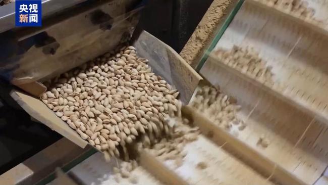 山核桃变形记 5克山果造就50亿产业 生态转型引领产业重生