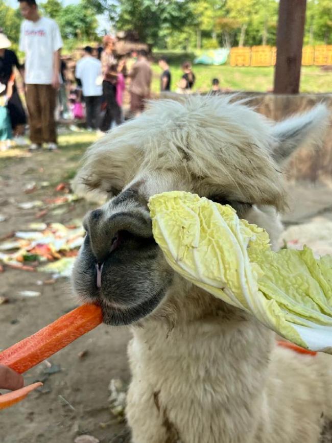 羊驼被投喂吃撑倒地翻白眼？园方回应 已证实吃饱躺倒