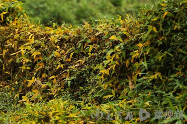 河南钓鱼佬发现野大豆 科研价值极高 珍贵植物现身周口