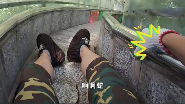 游客在景区玩滑道时遇1米长蛇