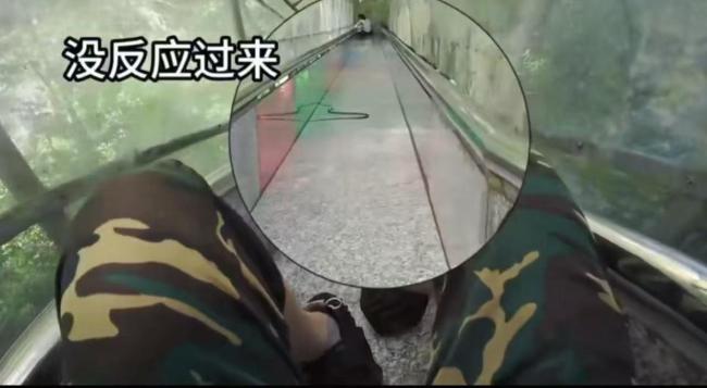 游客景区玩滑梯时 有蛇“从天而降”