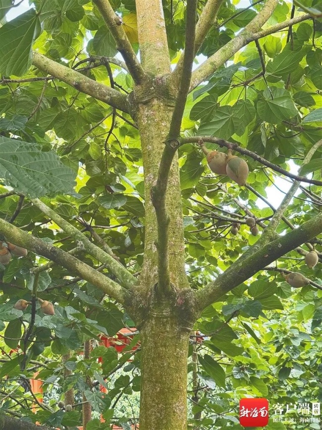 海南解锁新水果椰蜜果 九年磨一剑成果喜人