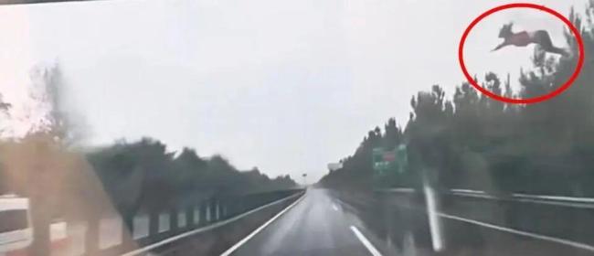 車輛高速上失控翻滾女子被甩空中 未系安全帶悲劇