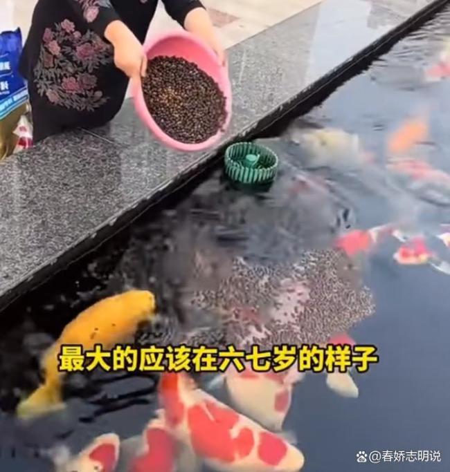 趵突泉胖锦鲤疑病重