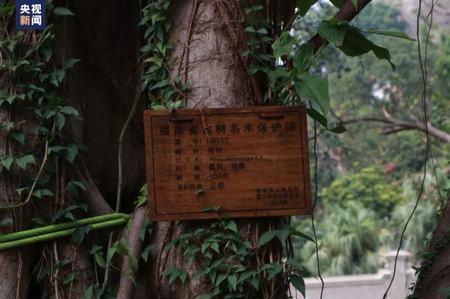 这所高校的“攀树课”一课难求：能选上课都像中大奖！