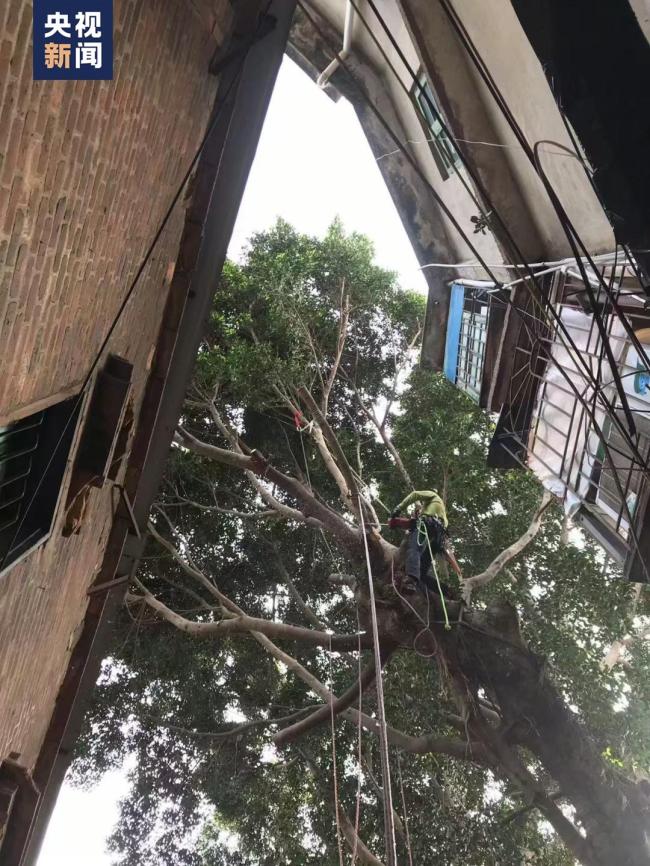 这所高校的“攀树课”一课难求：能选上课都像中大奖！