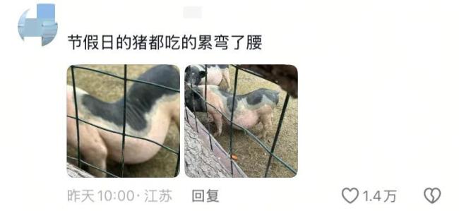 假期动物园内动物已吃出“工伤” 游客过度投喂引关注
