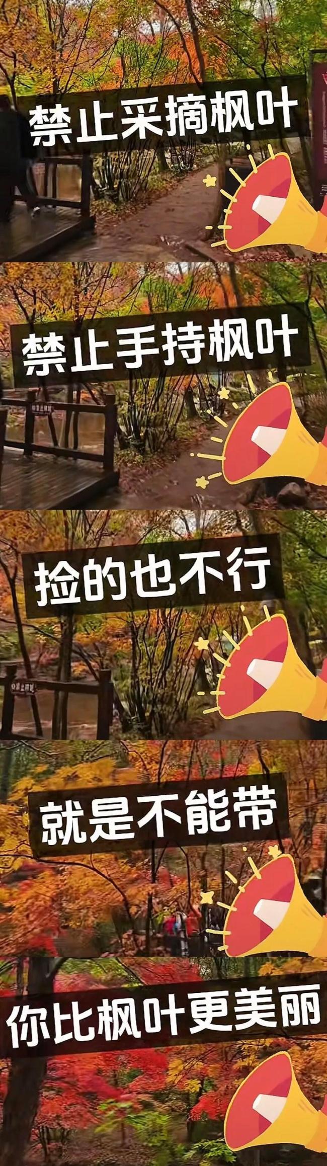 景区辞谢搭客捡枫叶是小题大作念吗 规矩引争议