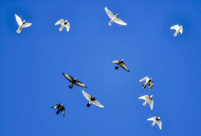 干部痴迷“翻翻鸽” 4年受贿95只