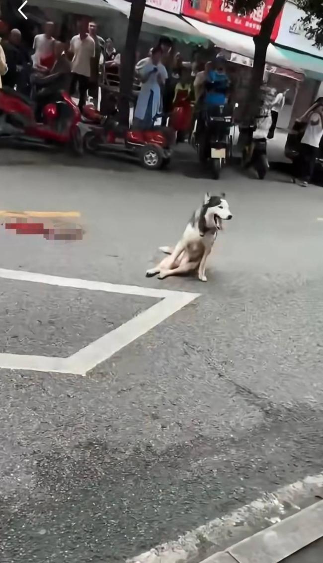 当地回应“一门店老板当街打狗”