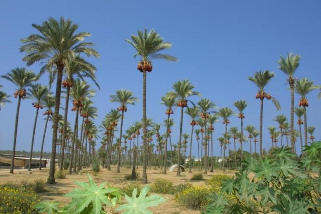 加沙战争结束 和平曙光再现