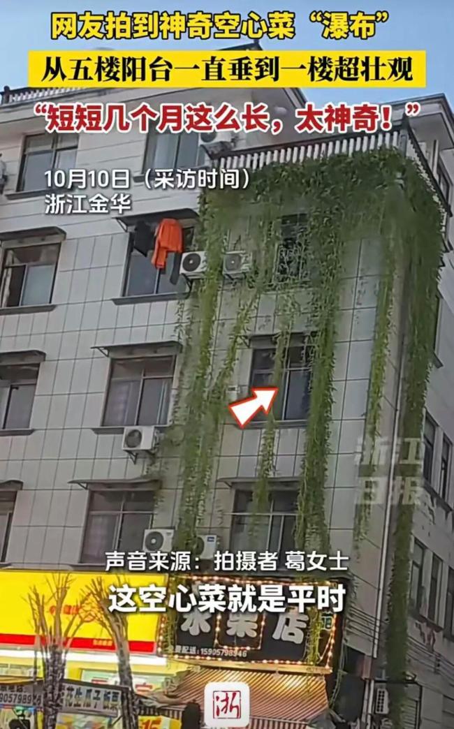 一居民楼现空心菜“瀑布”