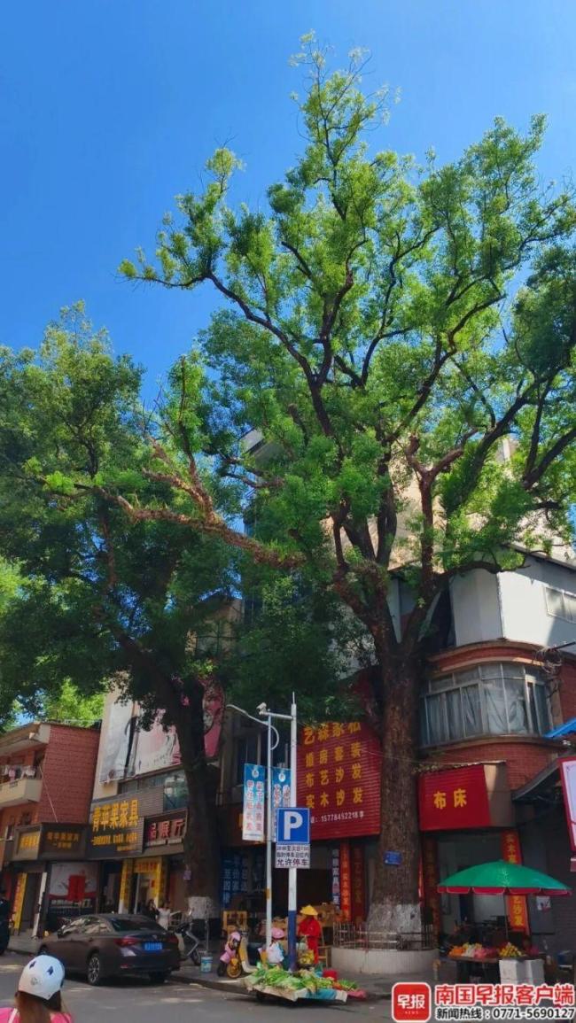 广西一220年珍贵古樟树遭多次投毒 嫌疑人已被采取刑事强制措施