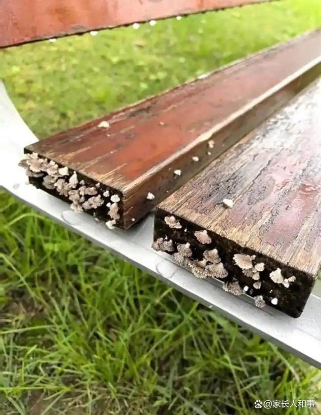 西安捏续降雨 绿化带长野生蘑菇 雨浸长安变身“蘑菇王国”