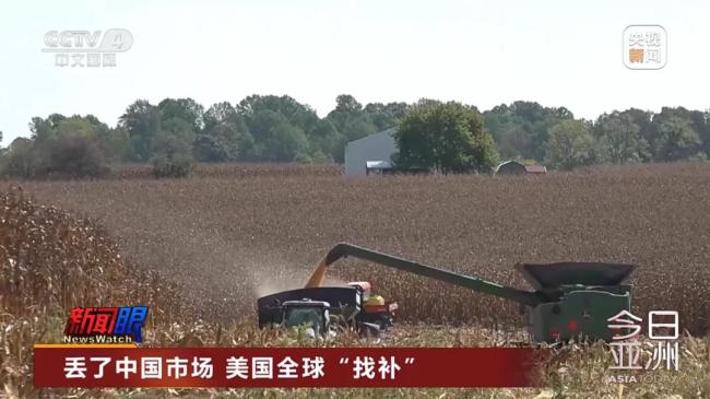 美豆滞销陷绝境,国人献策种大麻！