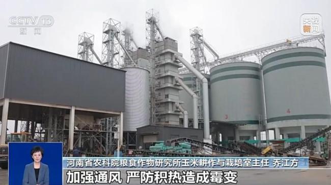 “发霉玉米被端上餐桌”消息不实 饲料与工业用途为主
