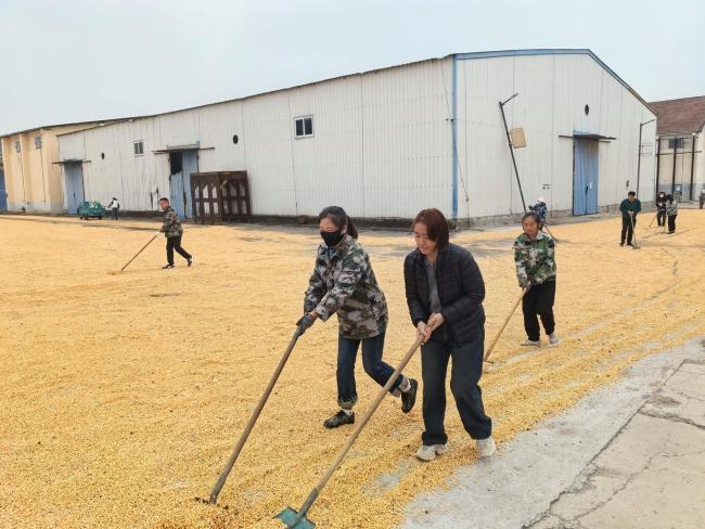 河南多措并举保障秋粮安全 多部门协调保
