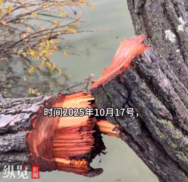 洱海网红“歪脖子树”疑被人为砍断