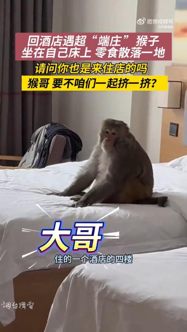 男子回酒店惊现一只猴坐床上 野性不打招呼闯入
