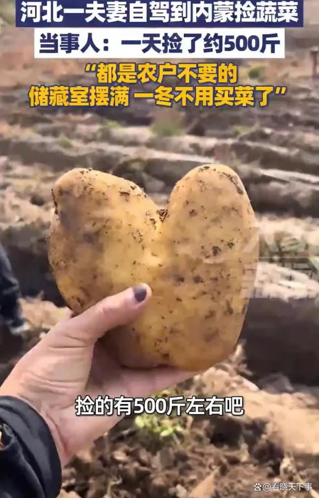 河北夫妻自驾到内蒙捡蔬菜一天500斤 意外收获满满
