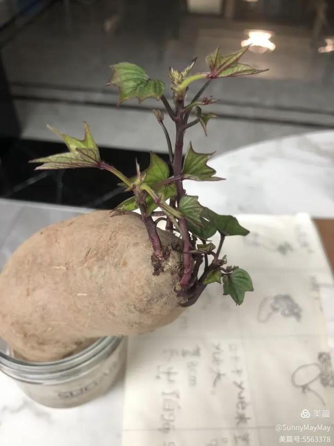 一年级孩子遭遇“开学最大打击” 种植作业引发家长共鸣