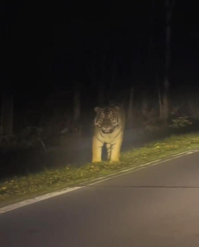 男子夜遇野生东北虎 大喊“本地的”引对视 罕见对峙5秒