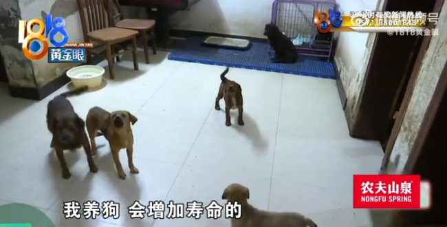 退休大爷把房子让给40条狗住 善举引发邻里争议