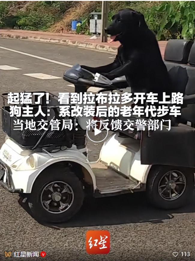 大黑狗驾驶改装老年代步车上路